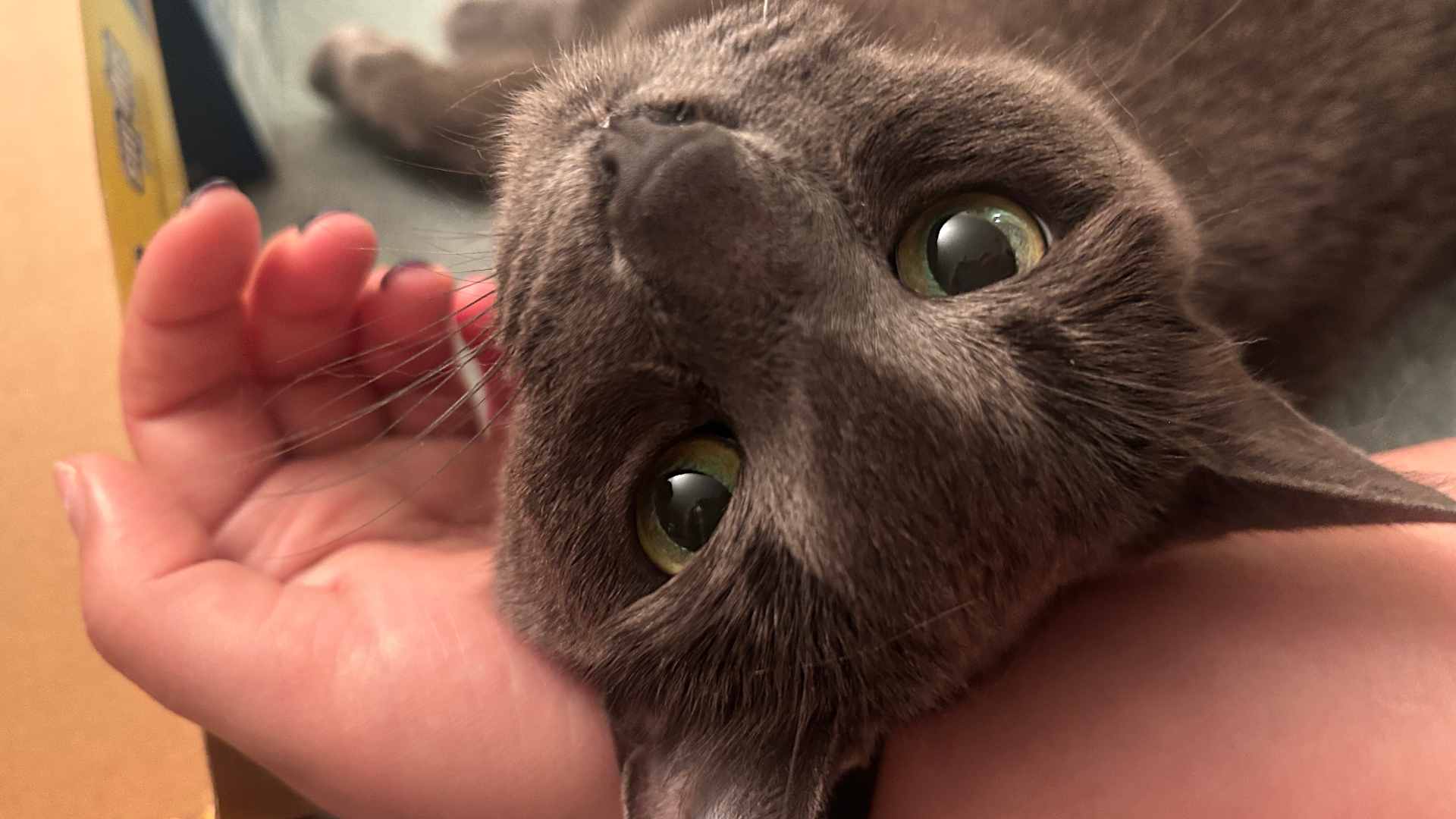 Smokey the grey cat getting chin scratches