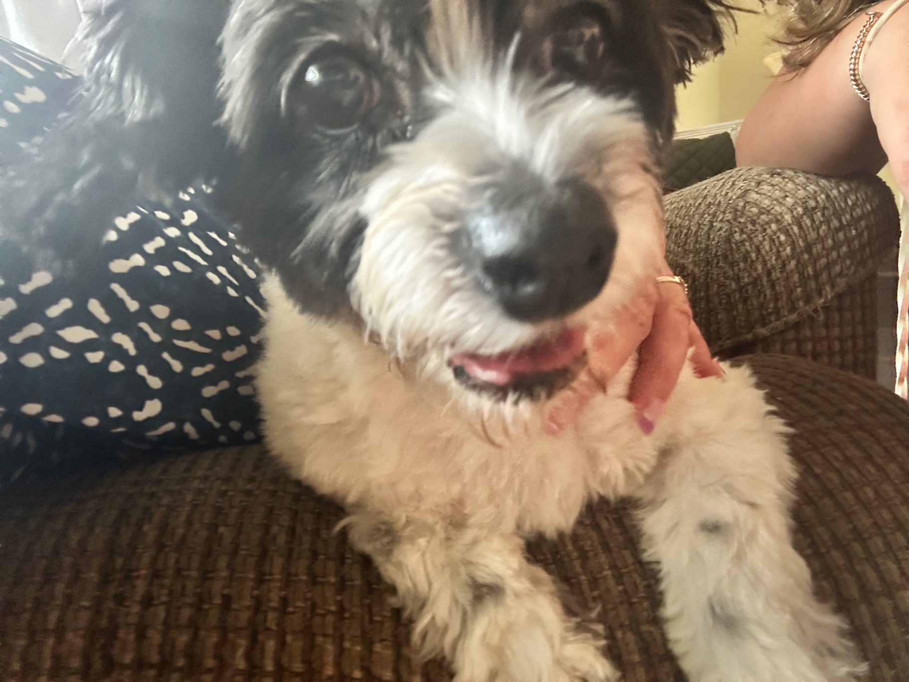 Pepper the schnauzer mix
