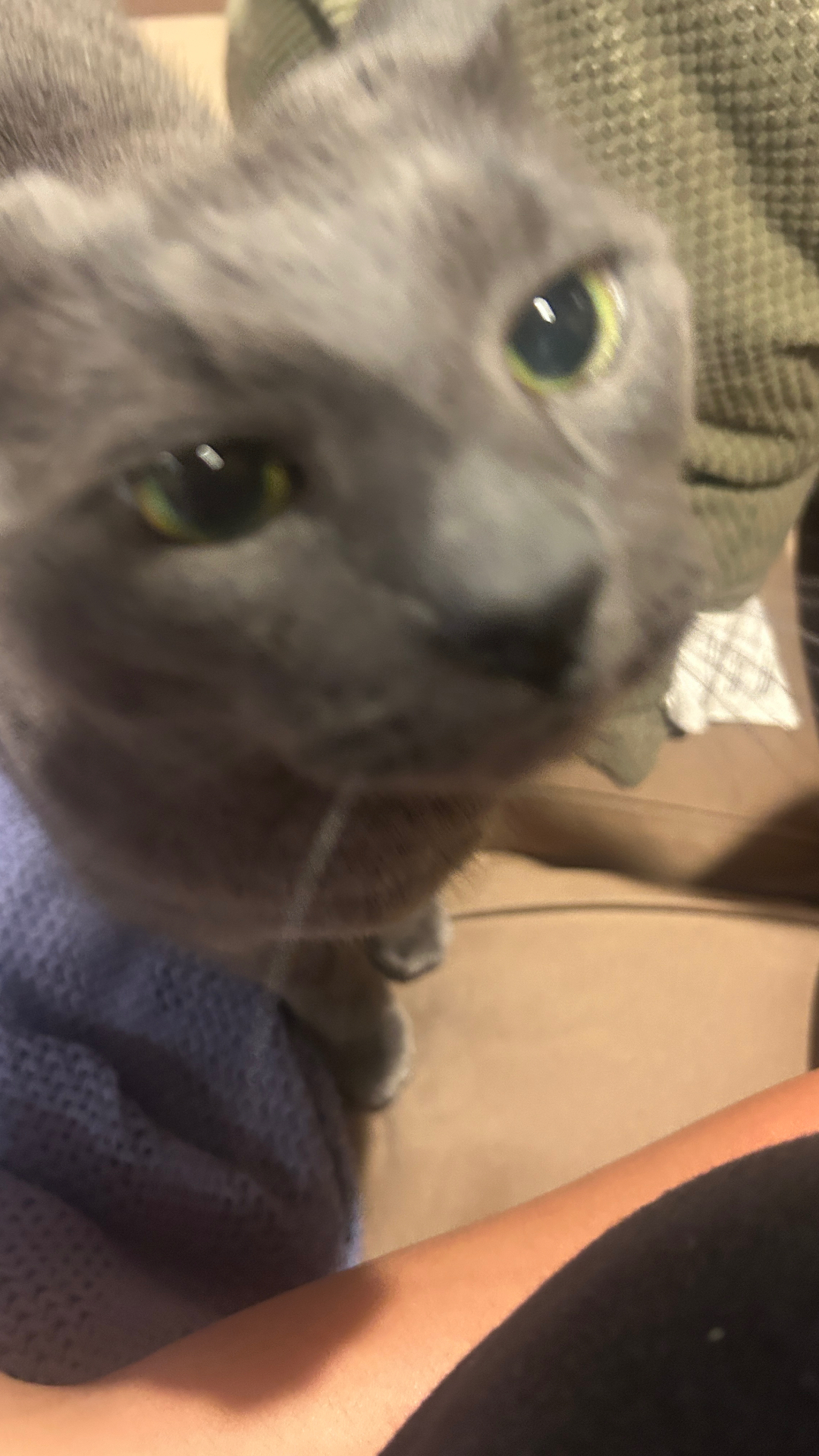 Grey cat close-up