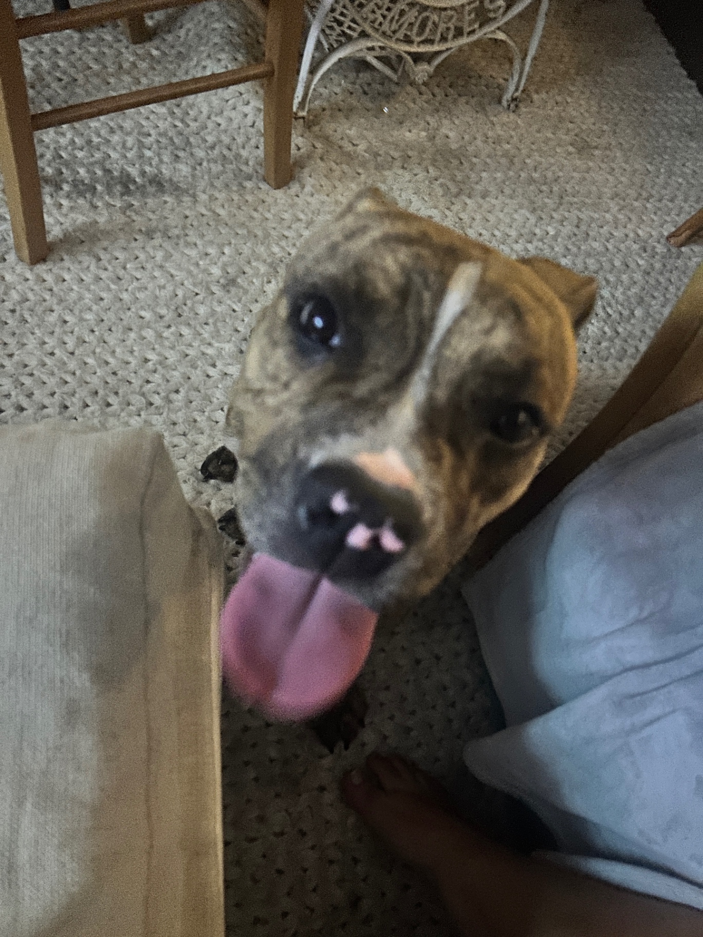 Roxy the brindle pittie